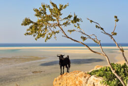 Socotra_2025 (26/76)